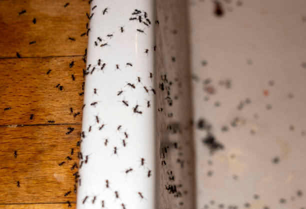 Best Ant Control Services  in Weldon, NC