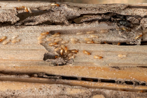 Best Local Pest Control Services  in Weldon, NC